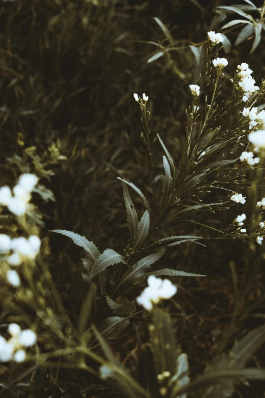 a bunch of white flowers sitting on top of a lush green field, a black and white photo, inspired by Elsa Bleda, trending on unsplash, tonalism, salvia, dark aesthetic, shrubbery, looking threatening