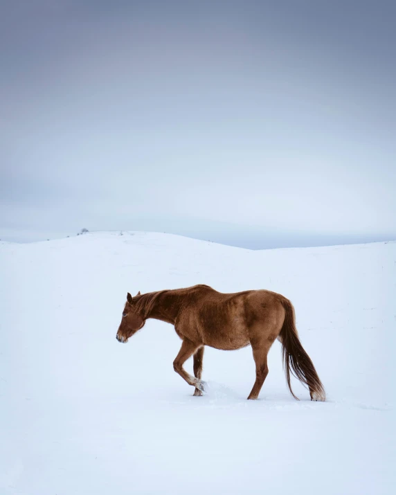 a brown horse walking across a snow covered field, by Alison Geissler, minimalism, reykjavik, 8 k photo, hasselblad photo, multiple stories