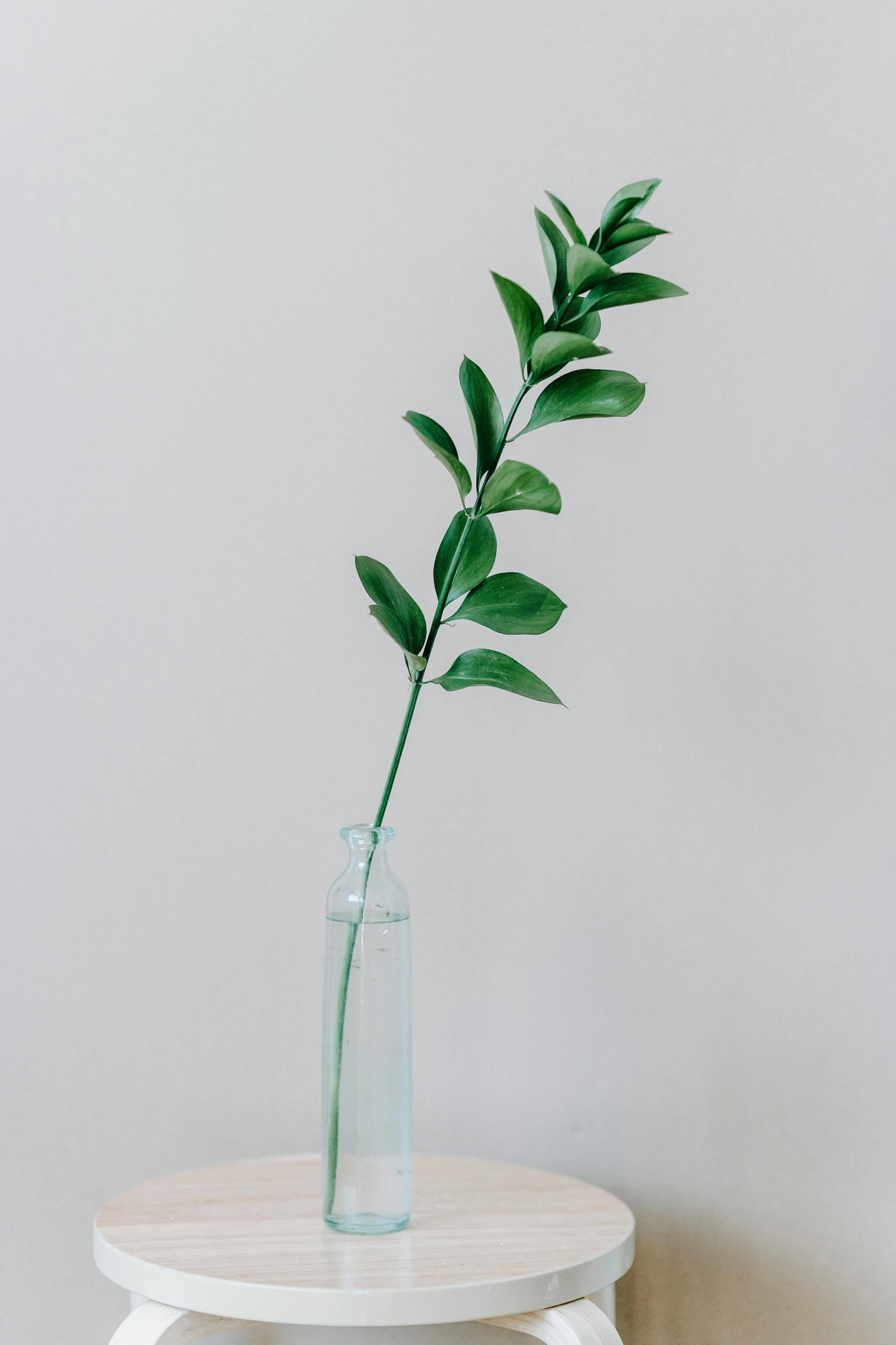 a vase with a plant in it sitting on a stool, by Carey Morris, trending on unsplash, translucent leaves, single long stick, in laurel wreath, close - up studio photo