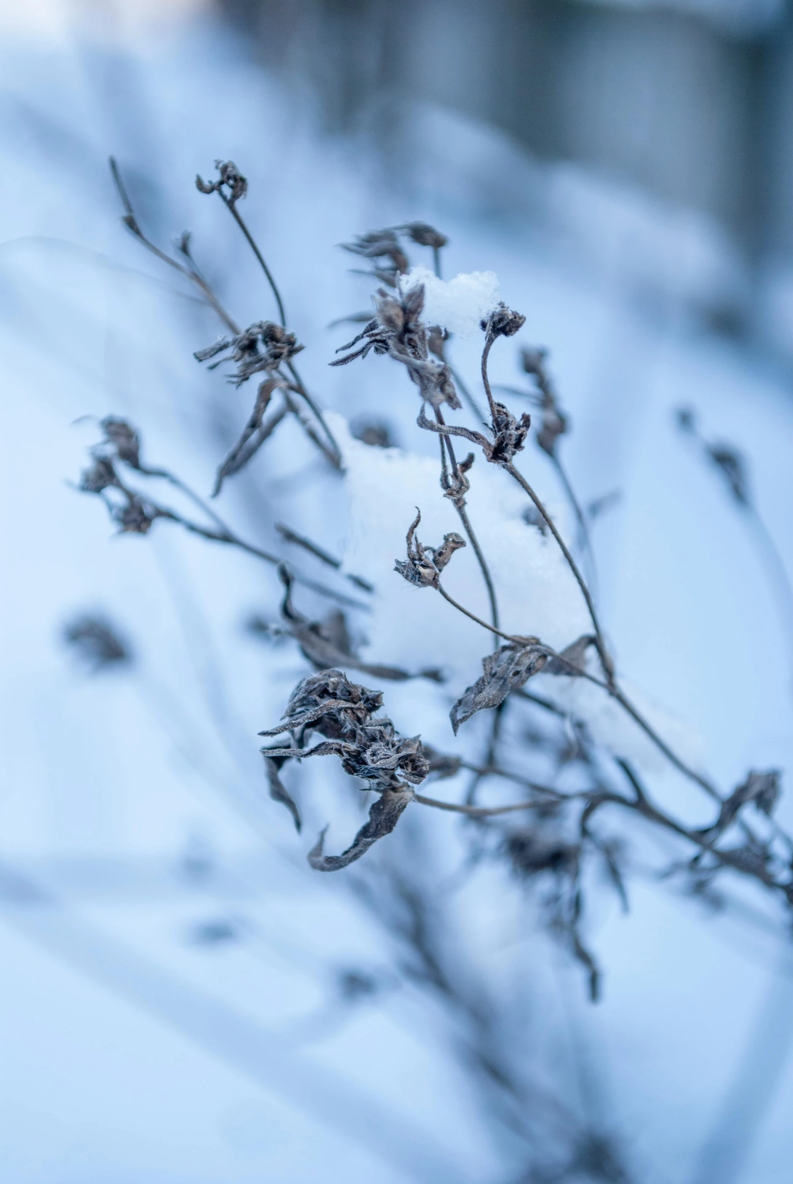 a close up of a plant in the snow, inspired by Arthur Burdett Frost, trending on unsplash, romanticism, blue gray, dead flowers, dried vines, high quality photo