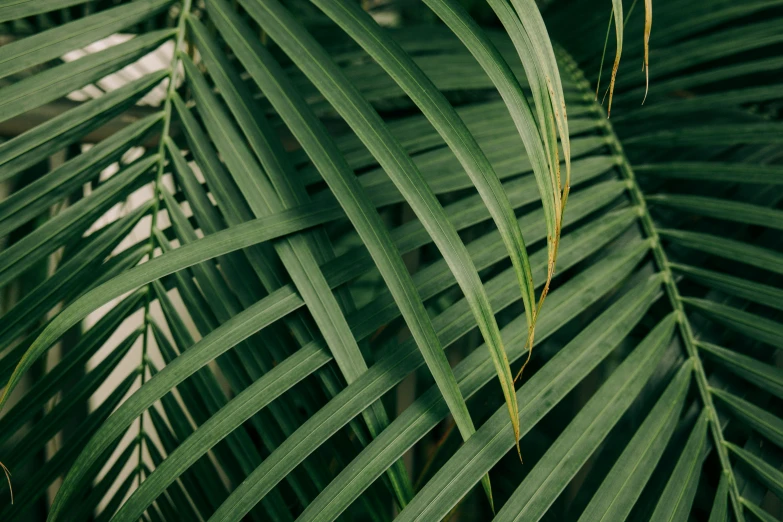 a close up of a leaf of a palm tree, inspired by Elsa Bleda, trending on pexels, panels, **cinematic, andré le nôtre, curved