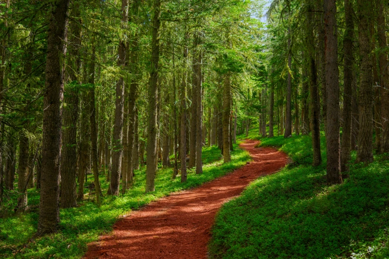 a dirt path in the middle of a forest, pexels contest winner, renaissance, red and green, fan favorite, summer siberian forest taiga, high quality product image”