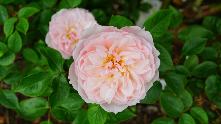 a close up of two pink roses with green leaves, inspired by Annie Rose Laing, unsplash, renaissance, in a cottagecore flower garden, a wide full shot, a high angle shot, old english