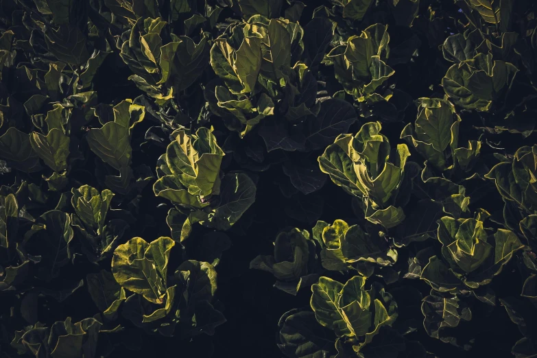 a bunch of lettuce sitting on top of a lush green field, an album cover, unsplash, mangrove trees, plant patterns, moody evening light, yellow and green