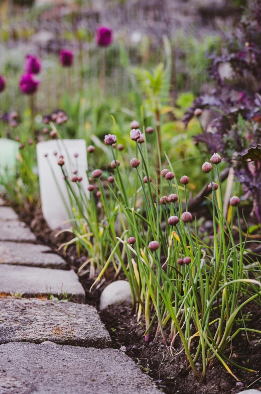 a red fire hydrant sitting in the middle of a garden, by Helen Stevenson, unsplash, happening, surrounding onions, grey cobble stones, green and purple, super long shot