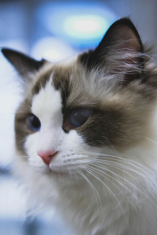 a close up of a cat with a blurry background, ragdoll cat, sultry smirk, with a white nose, in 2 0 1 5