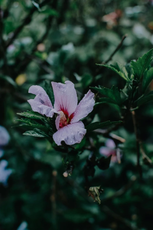 a close up of a pink flower on a tree, trending on unsplash, renaissance, in a rainy environment, on a planet of lush foliage, hibiscus, low quality photo