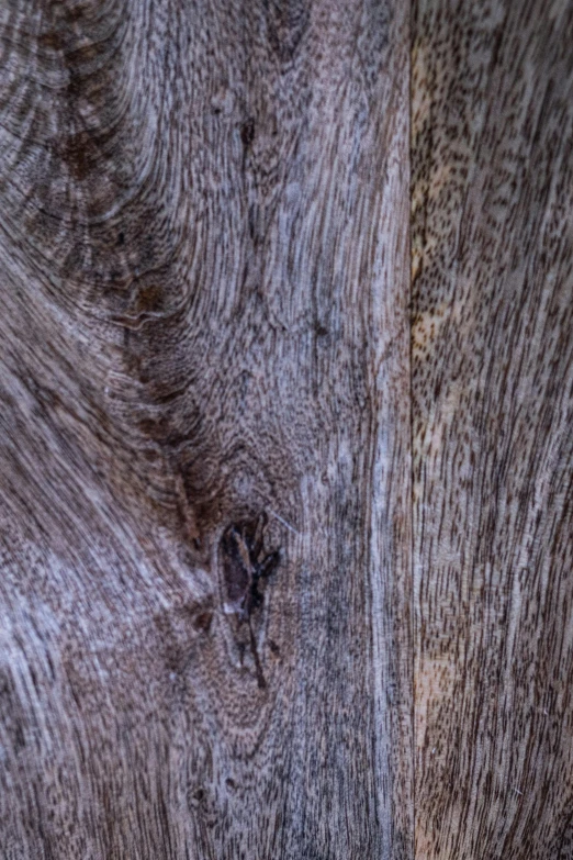 a close up of a piece of wood, trending on unsplash, highly detailed image, hdr detail, colour photo, grey