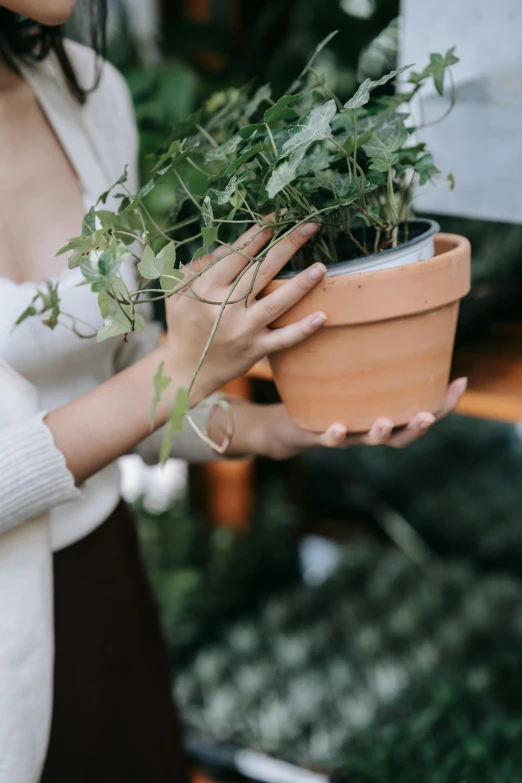 a woman holding a potted plant in her hands, by Nicolette Macnamara, trending on unsplash, vine and plants and flowers, holding gift, building cover with plant, terracotta