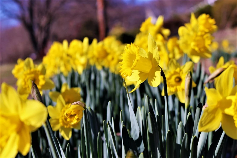 a field of yellow daffodils on a sunny day, by Carey Morris, pexels, award-winning crisp details”, glare, instagram post, botanic garden