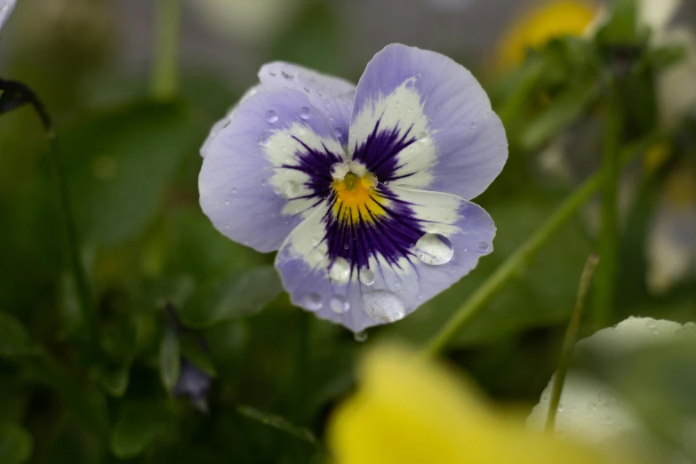 a close up of a purple and yellow flower, by David Simpson, unsplash, rainy weather, fan favorite, water droplet, heterochromia