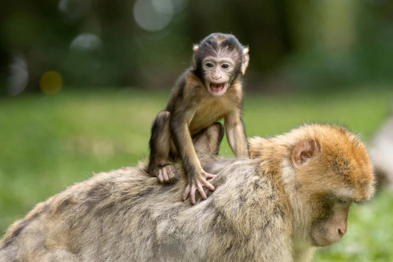 a monkey sitting on the back of a monkey, by Jan Tengnagel, shutterstock, all overly excited, manuka, instagram post, high quality picture