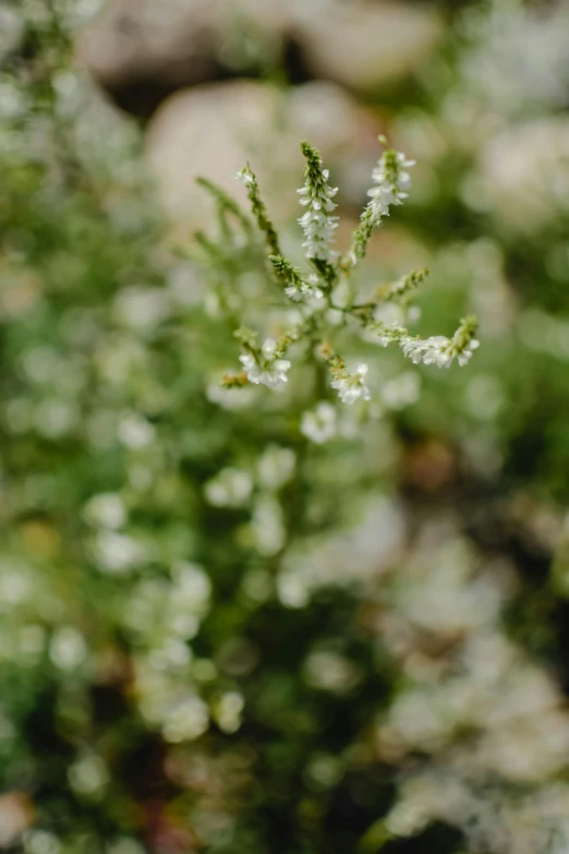 a close up of a plant with white flowers, by Jessie Algie, unsplash, light green mist, fairy circles, savory, close up of single sugar crystal