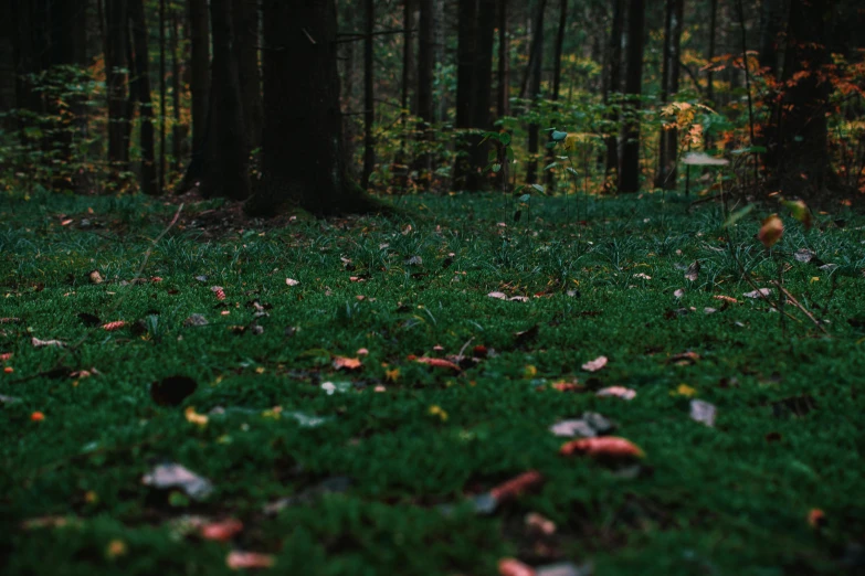 a fire hydrant sitting on top of a lush green field, inspired by Elsa Bleda, pexels contest winner, in an evening autumn forest, bioluminescent forest floor, fall leaves on the floor, a forest with bunnies