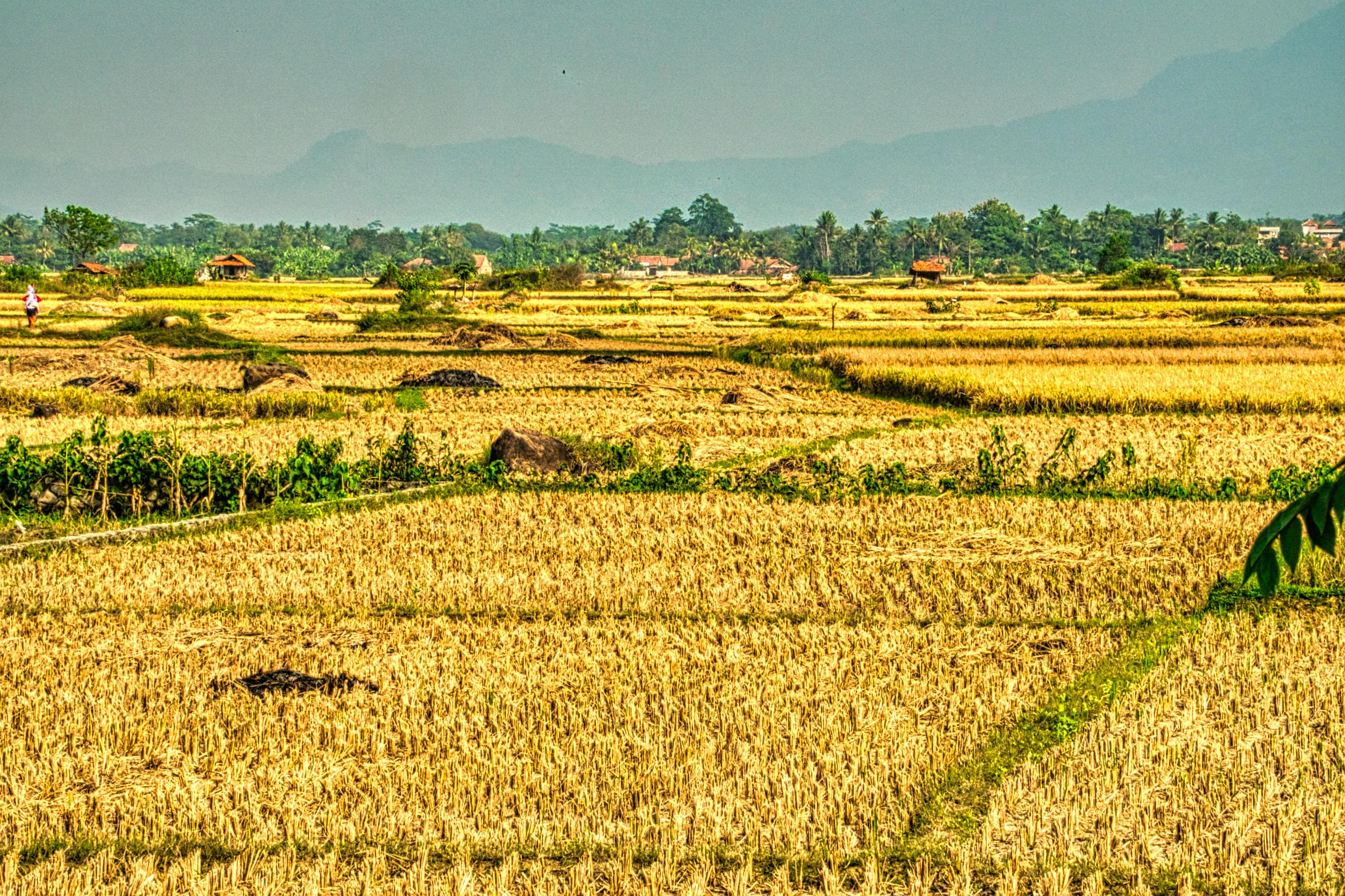 a view of a rice field with mountains in the background, a picture, inspired by Erik Pevernagie, sumatraism, shades of yellow, hdr on, multiple stories, 1960s color photograph