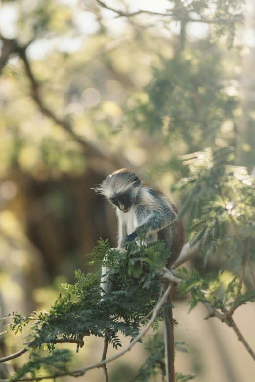 a monkey sitting on top of a tree branch, by Peter Churcher, trending on unsplash, delicate soft hazy lighting, madagascar, high quality photo, sun lit