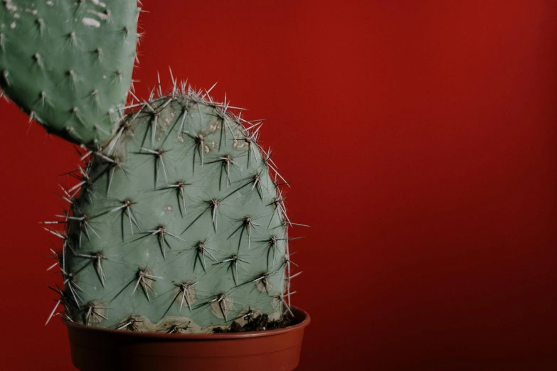 a close up of a cactus plant in a pot, inspired by Elsa Bleda, pexels contest winner, plain red background, 🦩🪐🐞👩🏻🦳, background image, thorns