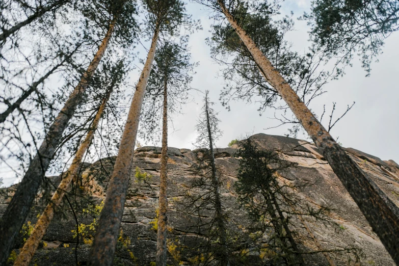 a group of tall trees standing on top of a rock, a picture, by Jaakko Mattila, bottom angle, rock climbing, exterior photo