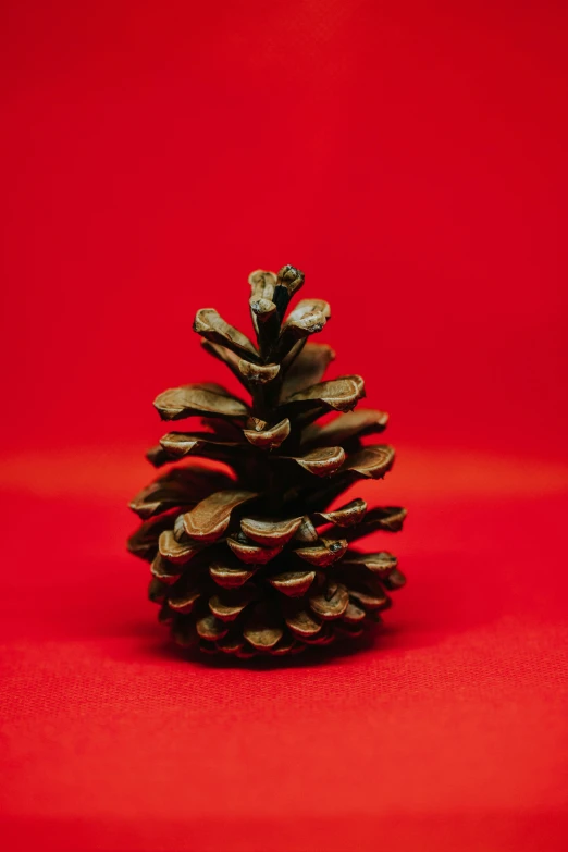 a pine cone on a red background, an album cover, pexels contest winner, 15081959 21121991 01012000 4k, medium format, christmas tree, preserved museum piece