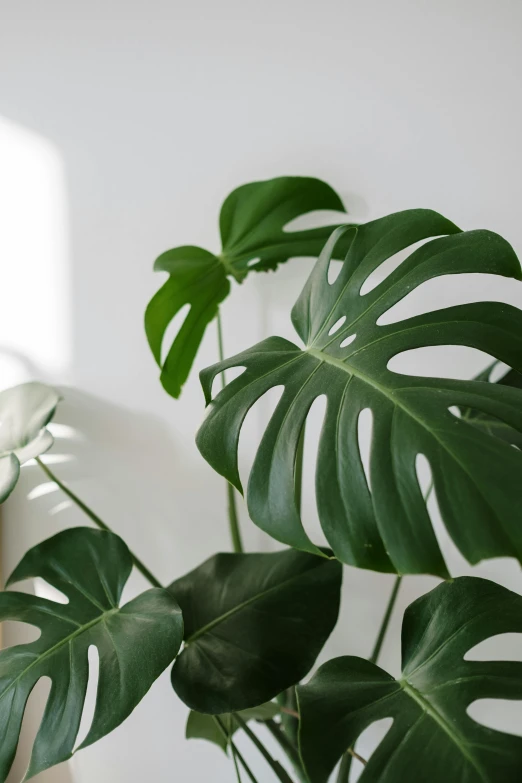 a laptop computer sitting on top of a desk next to a plant, monstera deliciosa, white backdrop, up-close, windowsill