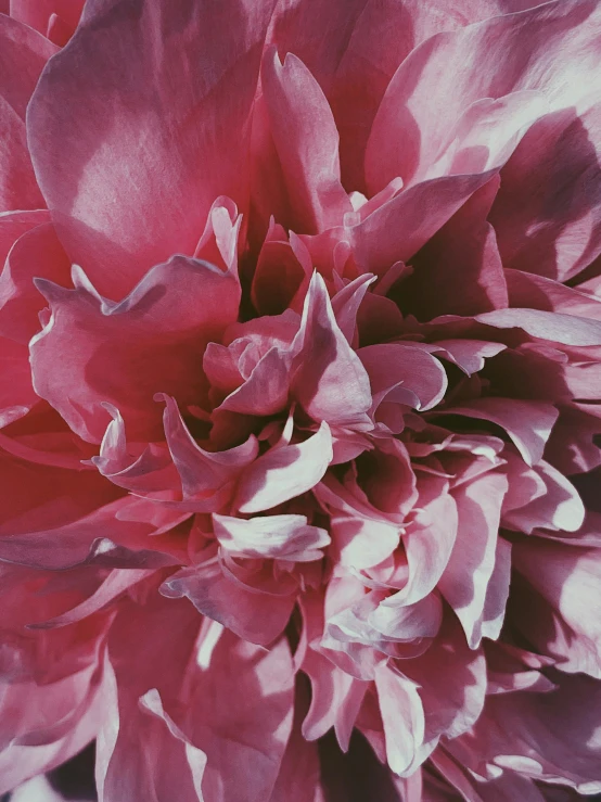 a close up of a large pink flower, a picture, by Carey Morris, hyperrealism, abstract photography, crimson, ((pink)), on canvas