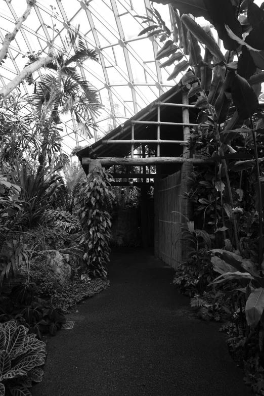 a black and white photo of the inside of a greenhouse, inspired by Thomas Struth, hallway, biodome, in the tropical wood, covered!