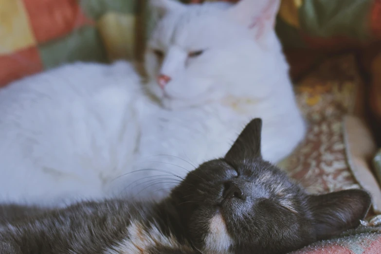 a couple of cats laying next to each other on a couch, by Julia Pishtar, trending on unsplash, renaissance, closeup photograph, white cat, multicoloured, retro stylised