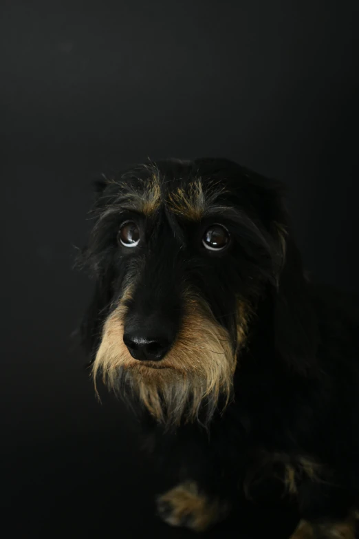 a black and brown dog on a black background, by Peter Churcher, with a sad expression, photographed for reuters, long nose, on grey background