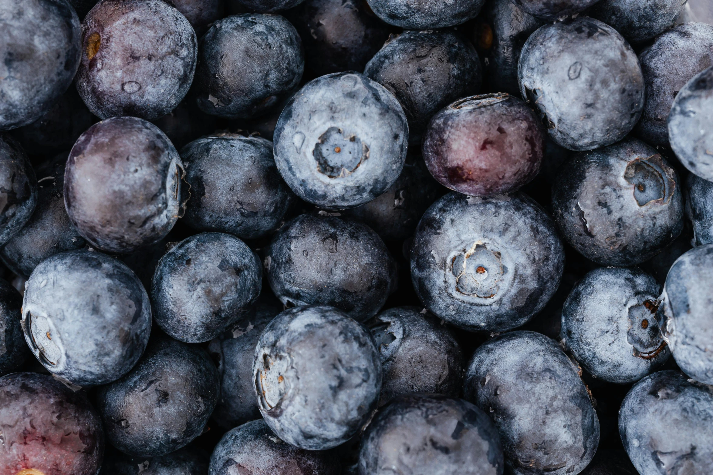 a close up of a bunch of blueberries, trending on unsplash, 🦩🪐🐞👩🏻🦳, avatar image, background image, high resolution ultradetailed