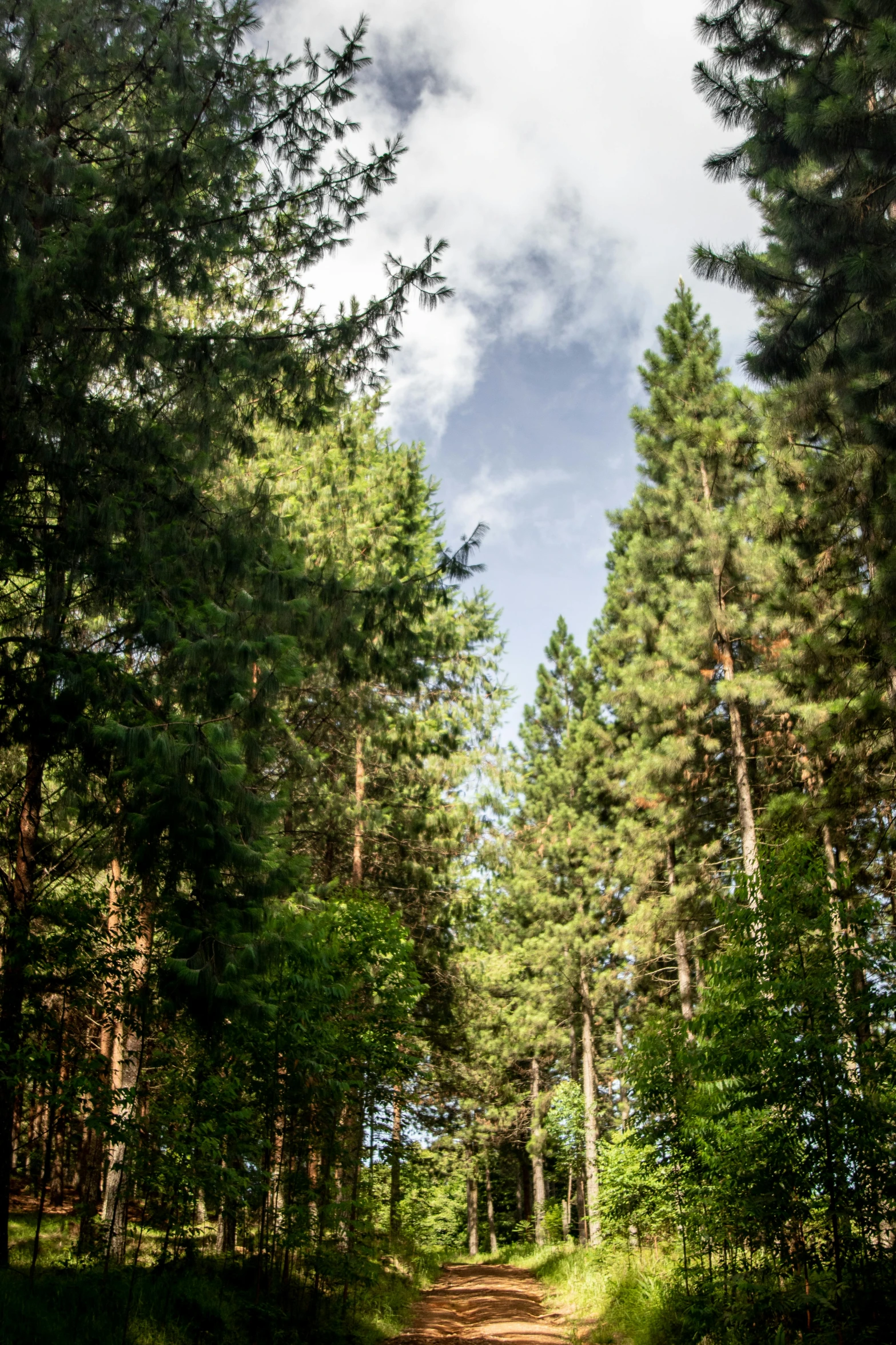 a dirt road in the middle of a forest, by Jacob Toorenvliet, les nabis, view from the ground, ((trees))