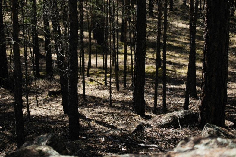 a red fire hydrant sitting in the middle of a forest, by Jaakko Mattila, unsplash, land art, sparse pine forest long shadows, panoramic shot, ((trees)), dark shadowy surroundings