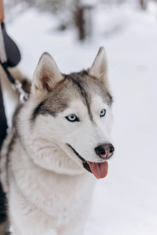 a woman walking a husky dog in the snow, trending on unsplash, bauhaus, with bright blue eyes, avatar image, tourist photo, high resolution photo