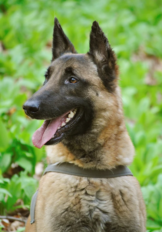 a dog that is sitting in the grass, impeccable military composure, ‘luca’, pointy ears, 1 male