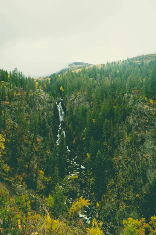 a forest filled with lots of trees next to a waterfall, unsplash, renaissance, colorado mountains, wide high angle view, grainy film still, do