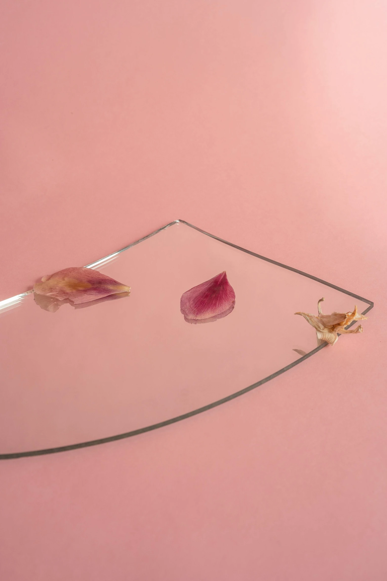 a piece of glass sitting on top of a pink surface, an album cover, inspired by Anna Füssli, trending on pexels, aestheticism, dried leaves, lotus petals, on a plate, minimalistic aesthetics