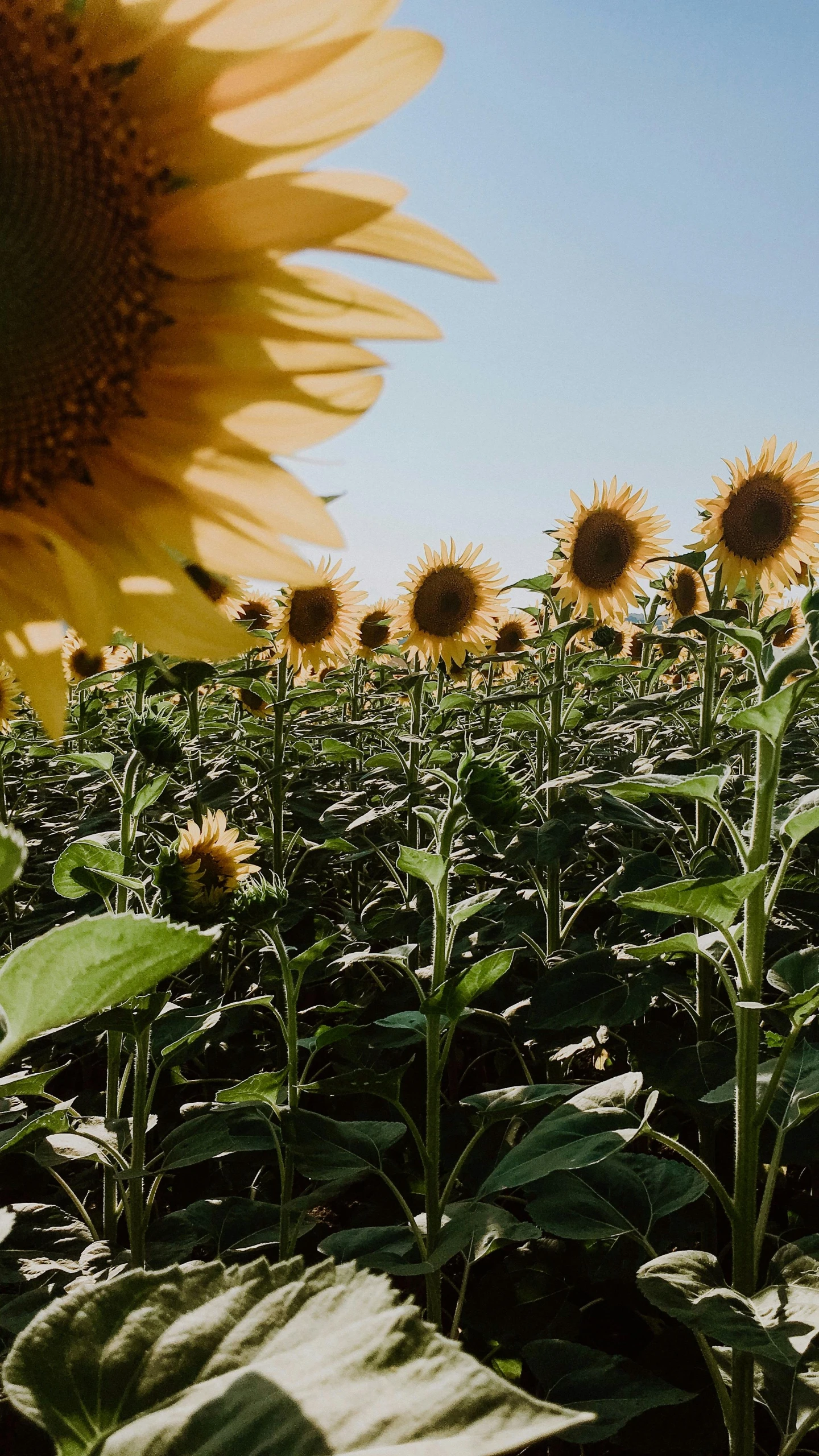 a field of sunflowers with a blue sky in the background, an album cover, pexels, grey, environmental shot, instagram post, official screenshot