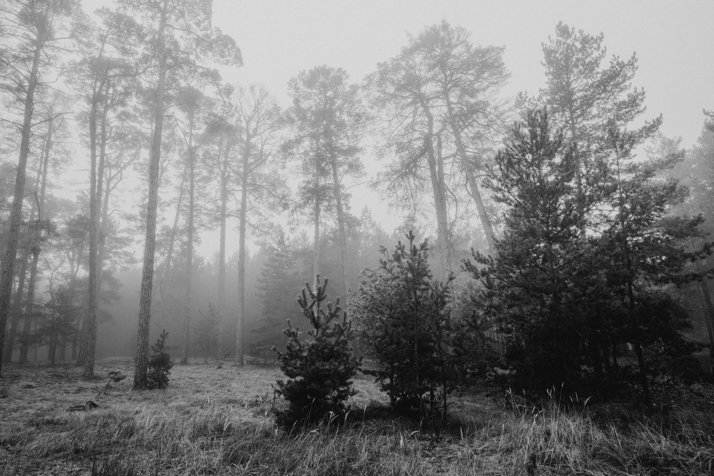 a black and white photo of a foggy forest, a black and white photo, unsplash, summer siberian forest taiga, meadow in the forest, historical photo, ((trees))
