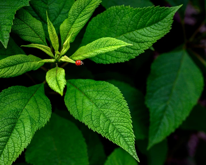 a ladybug sitting on top of a green leaf, by Jan Rustem, visual art, cannabis leaves, fine art photograph, salvia droid, big leaves foliage and stems