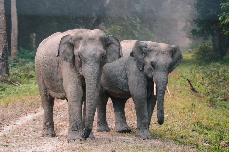 two elephants standing next to each other on a dirt road, by Jan Tengnagel, sumatraism, uttarakhand, fan favorite, ai biodiversity, a cozy