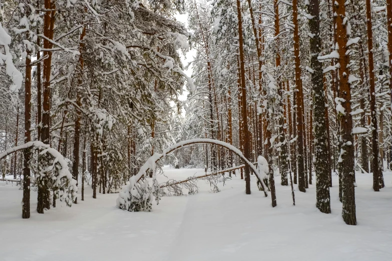 a forest filled with lots of snow covered trees, inspired by Ivan Shishkin, pexels contest winner, land art, massive arch, grey, a wooden, arch