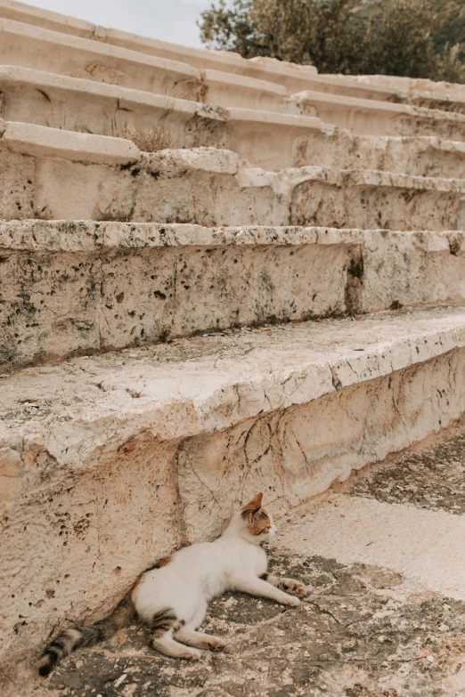 a cat that is laying down on some steps, trending on unsplash, neoclassicism, the western wall, geological strata, benches, pamukkale