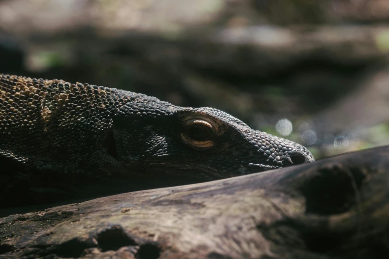 a monitor lizard sitting on top of a tree branch, an album cover, by Adam Marczyński, pexels contest winner, sumatraism, close up shot a rugged, high angle close up shot, australian, ancalagon the black