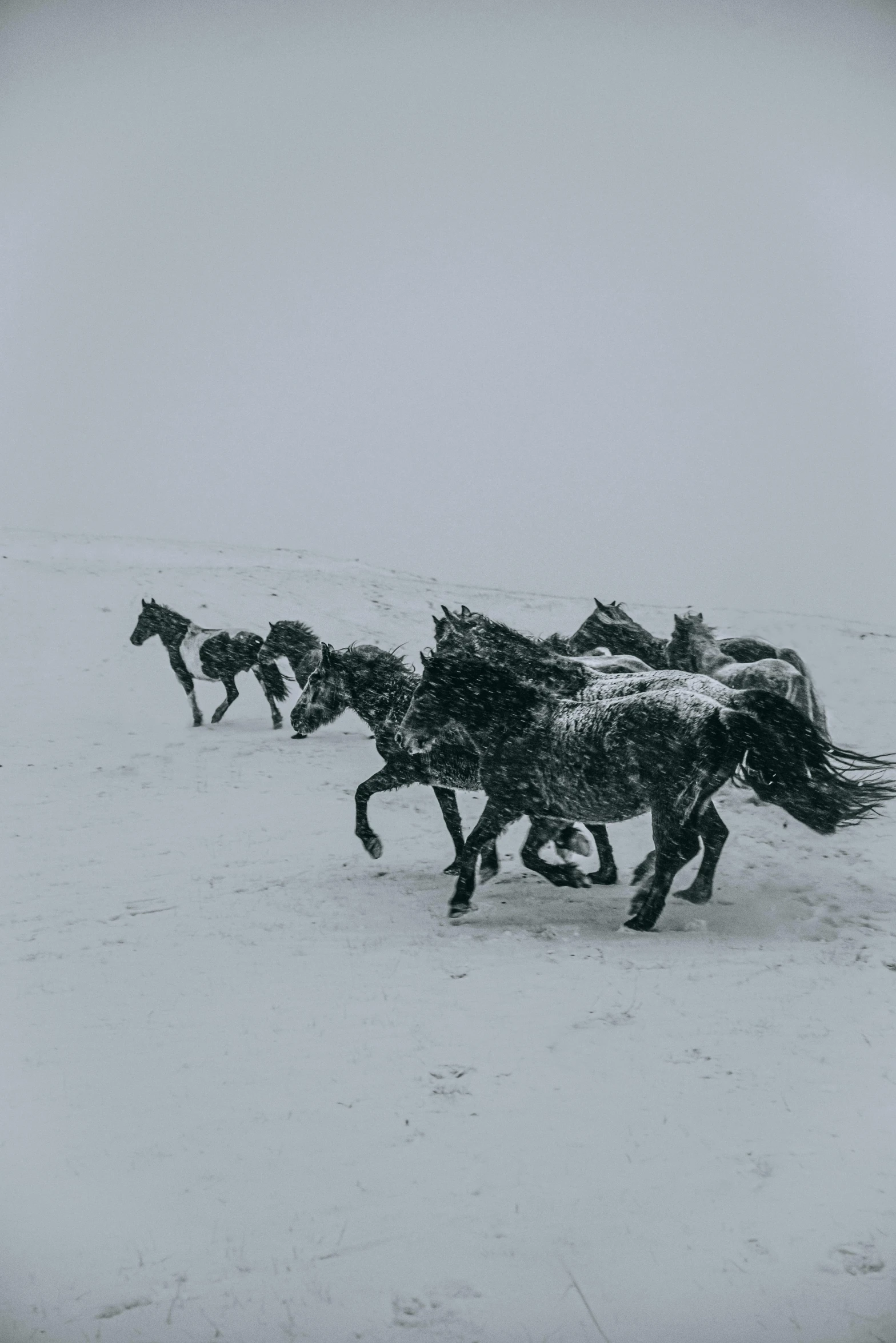 a herd of horses running across a snow covered field, by Jessie Algie, unsplash contest winner, baroque, album cover, grey, mustang, snow storm