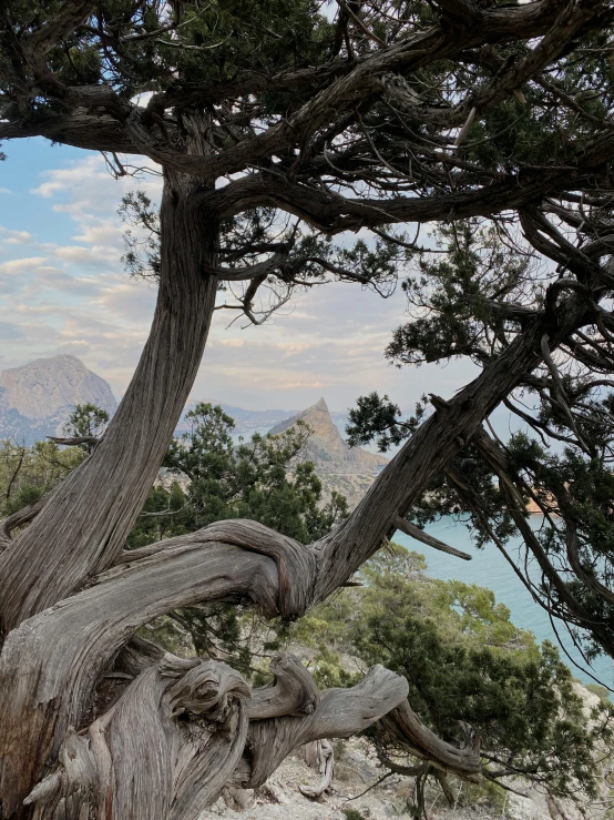 a close up of a tree with a mountain in the background, over a calanque, tangled trees, beautiful epic vista, 2019 trending photo