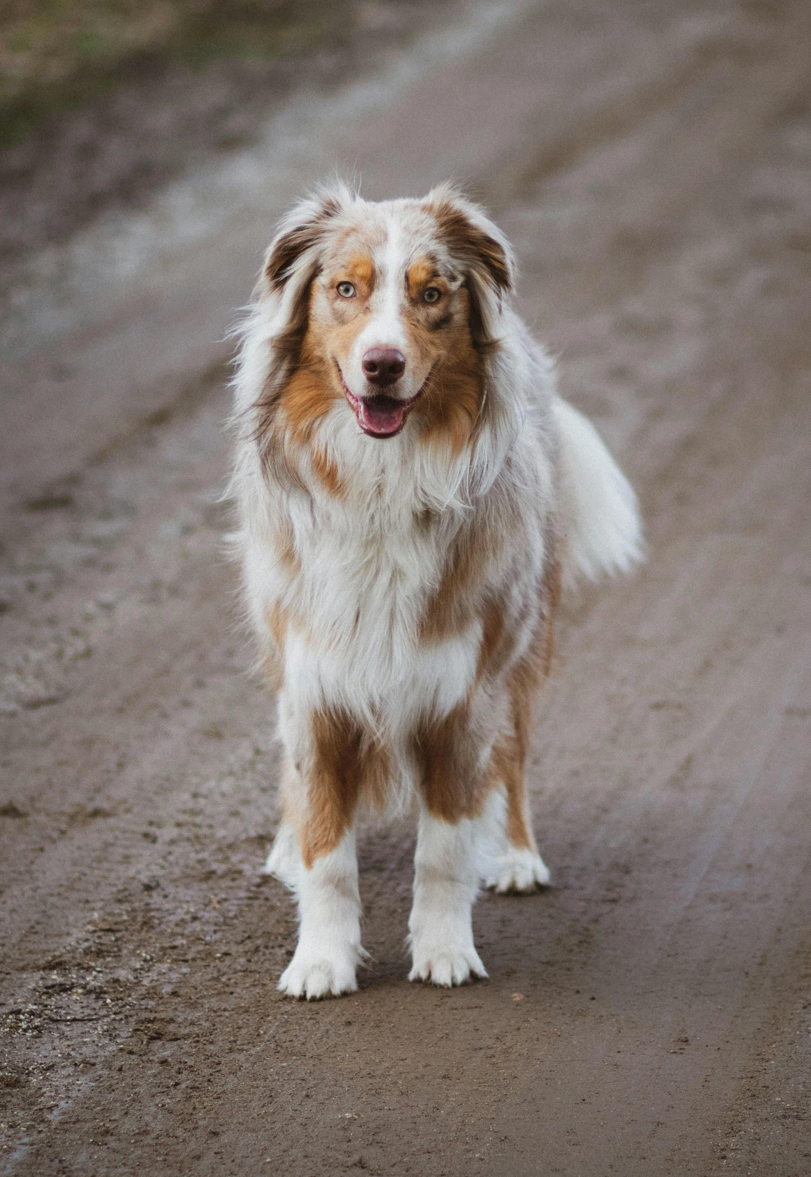 a brown and white dog standing on a dirt road, super fluffy, tjalf sparnaay, aussie, portrait image