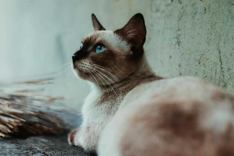 a cat that is laying down on the ground, pexels contest winner, aesthetic siamese cat, over the shoulder, thoughtful ), gif