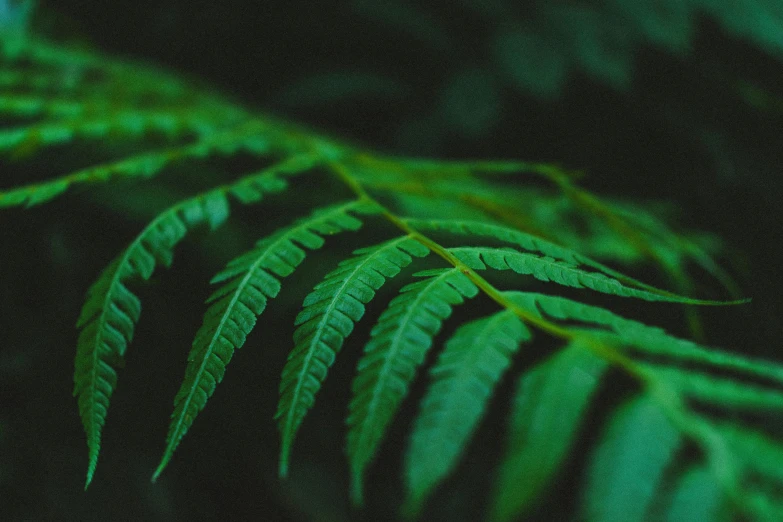 a close up view of a fern leaf, inspired by Elsa Bleda, unsplash, fan favorite, animation, 33mm photo