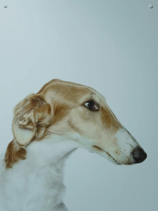 a close up of a dog on a white background, a hyperrealistic painting, inspired by George Stubbs, trending on unsplash, long nose, mary jane ansell, ignant, graceful gaze