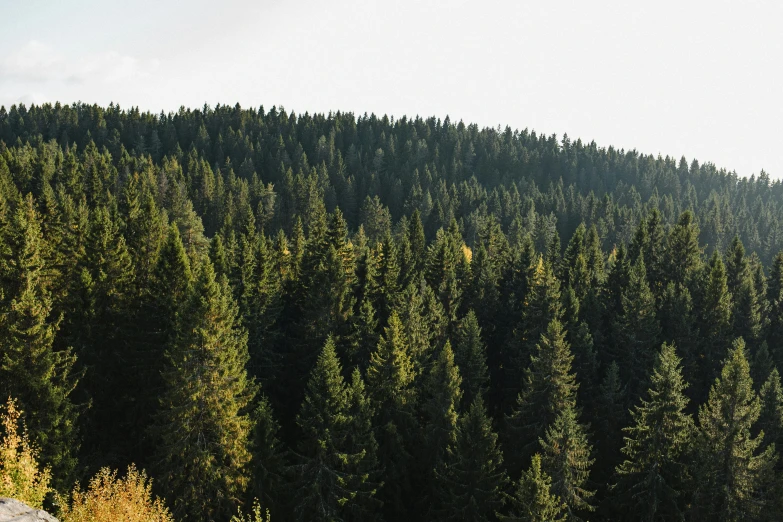 a man riding a snowboard down a snow covered slope, inspired by Avgust Černigoj, pexels contest winner, renaissance, lush green forest, late summer evening, seen from a distance, ((trees))