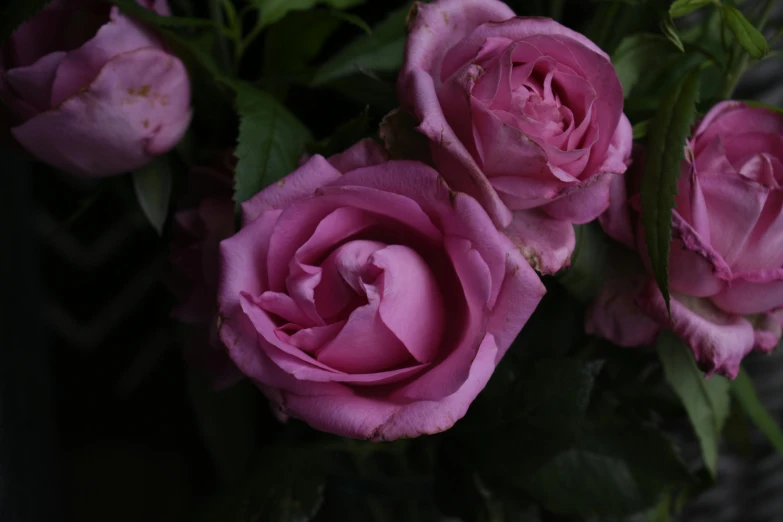 a bunch of pink roses in a vase, by Alice Mason, pexels contest winner, middle close up, soft purple glow, grey, low detailed